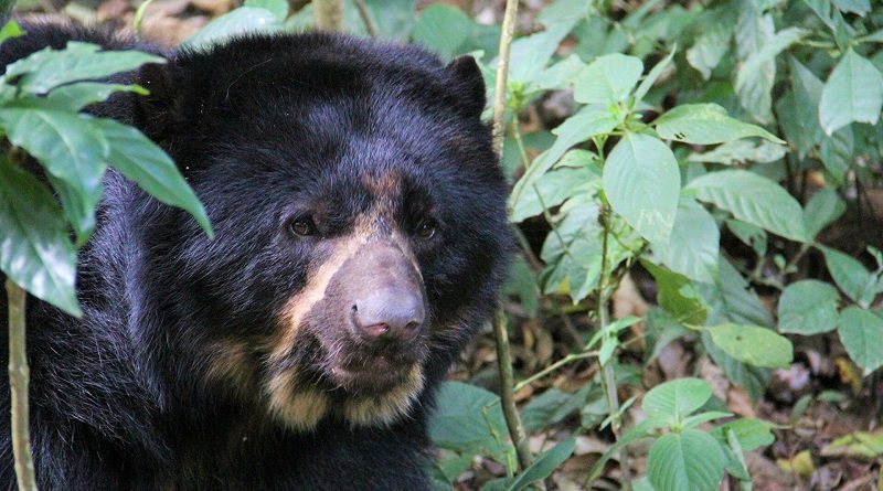 Jucumari es la única especie de oso que existe en Sudamérica