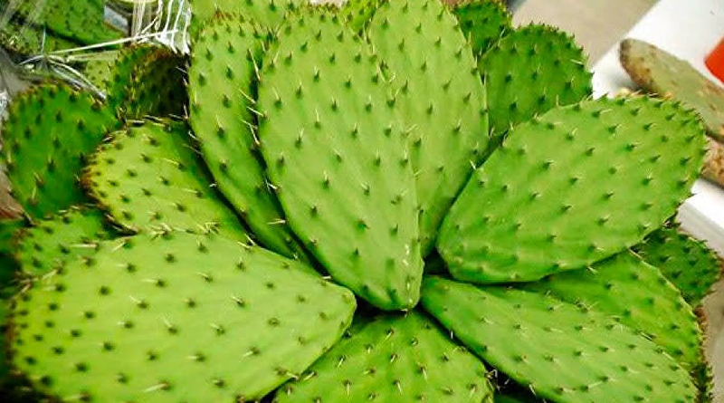 Esta planta podría ayudarte a controlar los niveles de glucosa en la sangre