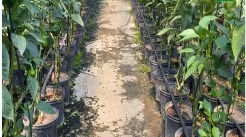 Casa de cultivo del Centro de Formación Socialista 23 de Enero ha cosechado 2 mil kilos de pimentón
