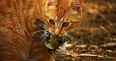 ¿Puede una especie animal llevar a la extinción a otro ser vivo de su misma especie?