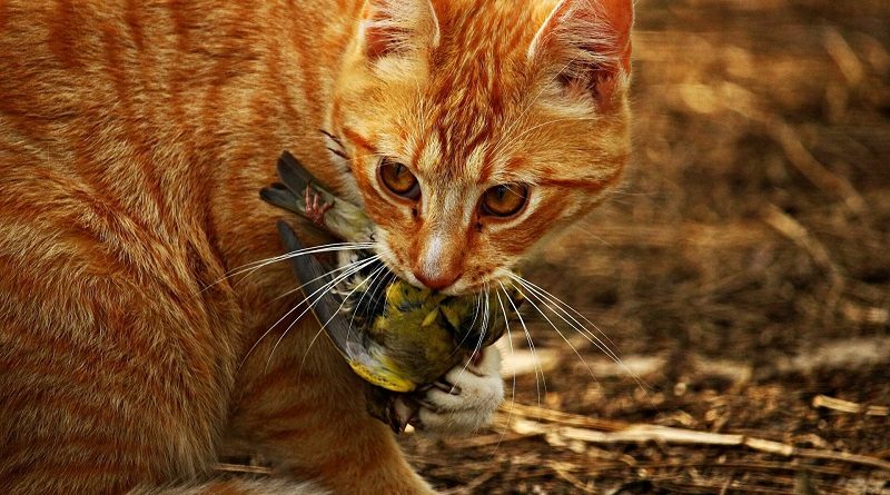 ¿Puede una especie animal llevar a la extinción a otro ser vivo de su misma especie?