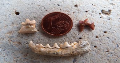 Investigadores descubren fósil de especie animal del siglo XIX en España