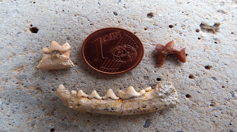Investigadores descubren fósil de especie animal del siglo XIX en España