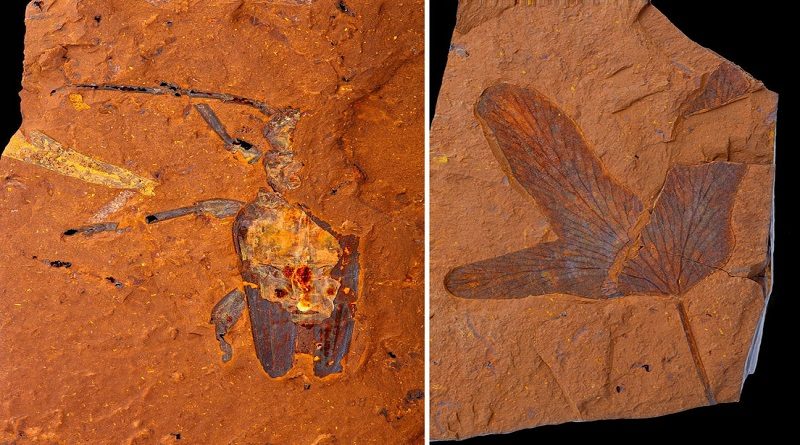 Descubren en Australia fósiles con calidad excepcional de arañas, cigarras gigantes y peces de millones de años