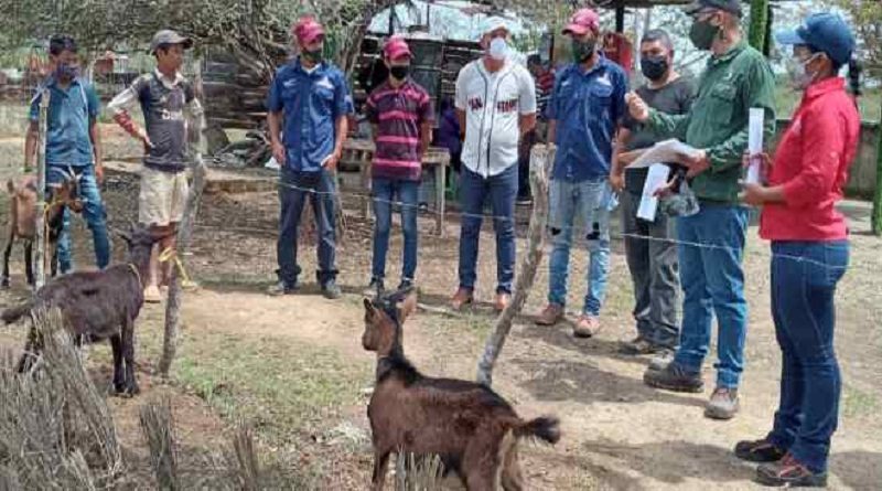Inicia taller de inseminación en caprinos y ovinos en Lara