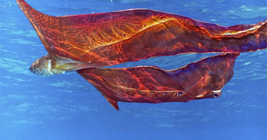 Pulpo Manta es avistado en Australia