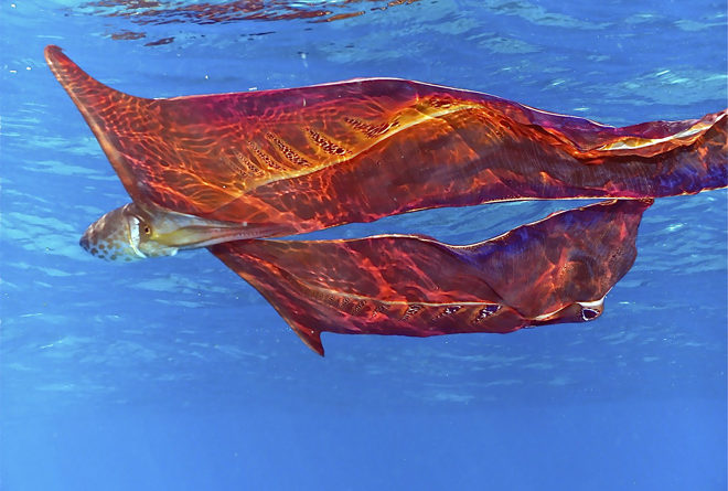 Pulpo Manta es avistado en Australia