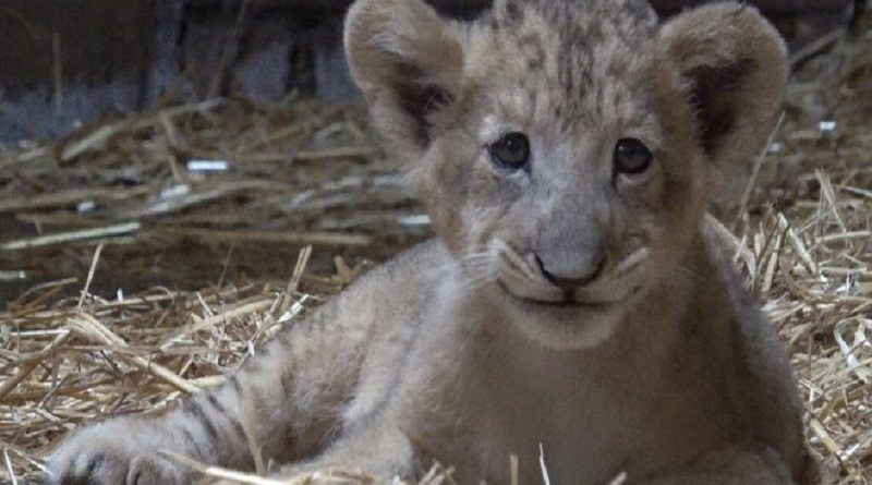 Nace primer cachorro de león concebido por inseminación artificial