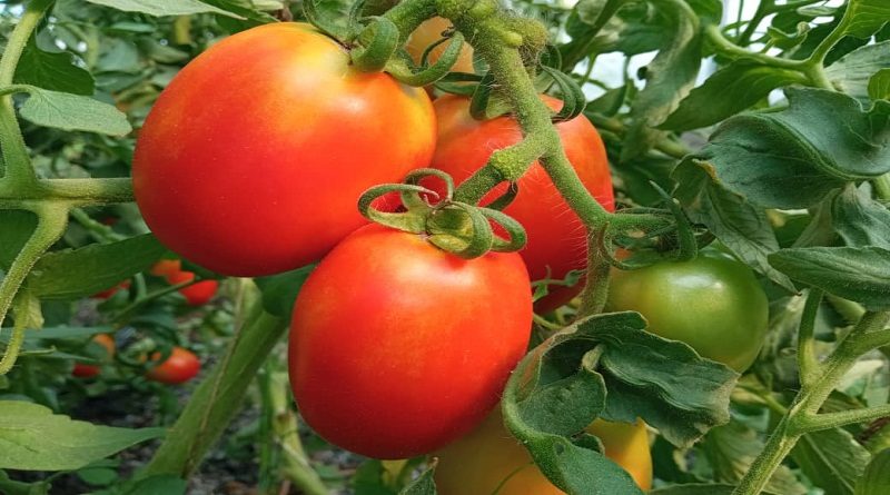 INIA desarrolla nueva variedad de tomate