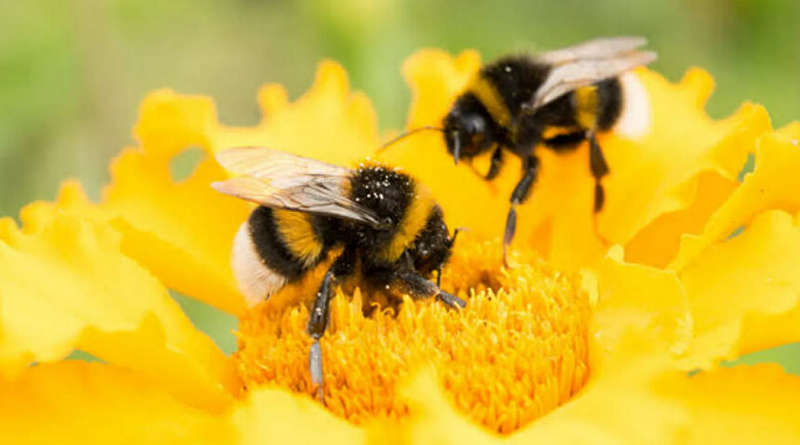 Crisis de las abejas (Sputnik Mundo / UNAM Global)
