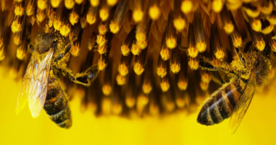 Científicos mexicanos alertan sobre la importancia de las abejas para la supervivencia humana