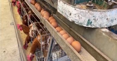 "Los Molinos" de Aragua cuenta con 356 mil gallinas ponedoras