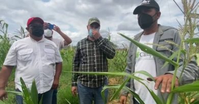 Cultivan 50 hectáreas de maíz en el municipio Jesús Enrique Lossada del Zulia