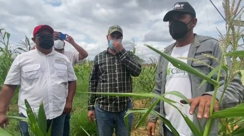 Cultivan 50 hectáreas de maíz en el municipio Jesús Enrique Lossada del Zulia