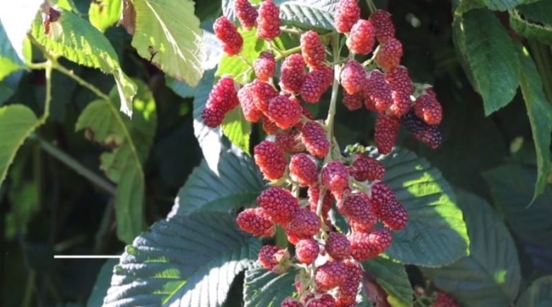 Conuco "Divino Niño" produce 40 kilos de mora semanalmente
