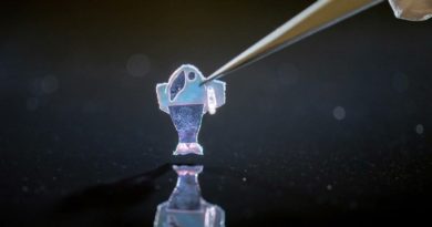 Científicos desarrollan pez artificial a partir de células cardíacas humanas