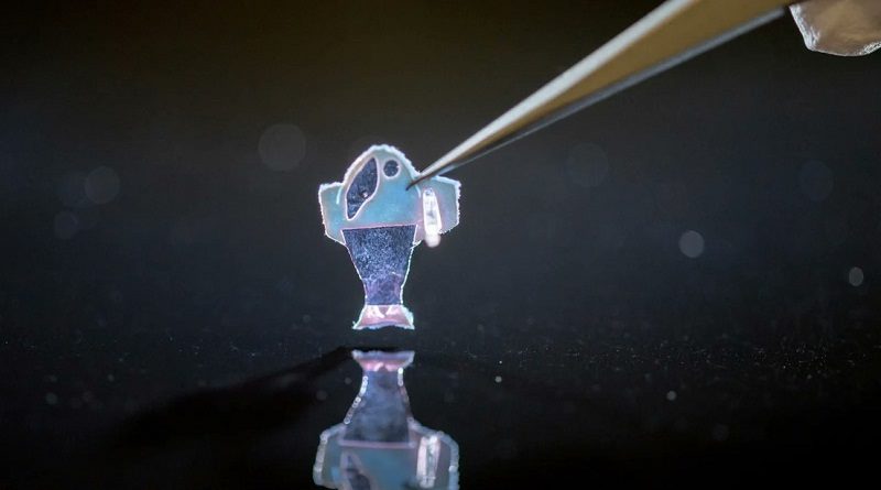 Científicos desarrollan pez artificial a partir de células cardíacas humanas
