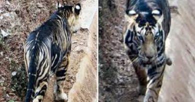 Joven logra fotografiar a dos tigres negros en la India