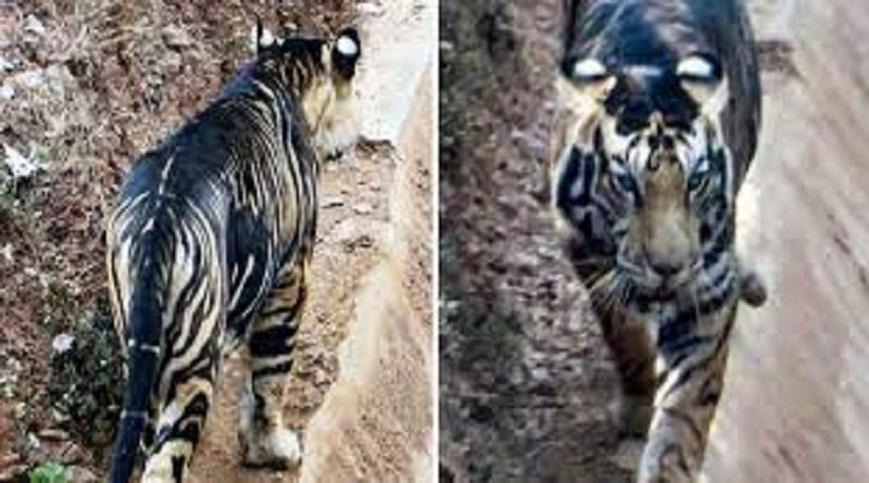 Joven logra fotografiar a dos tigres negros en la India