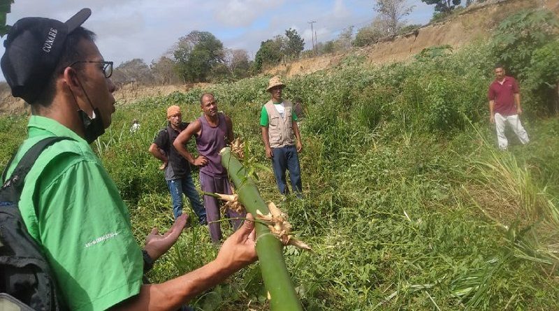 Sembradas 150 plantas de bambú en las riberas del río Guaire