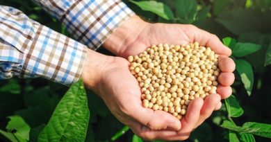 Científicos chinos logran nuevos éxitos en estudio de genoma de soya