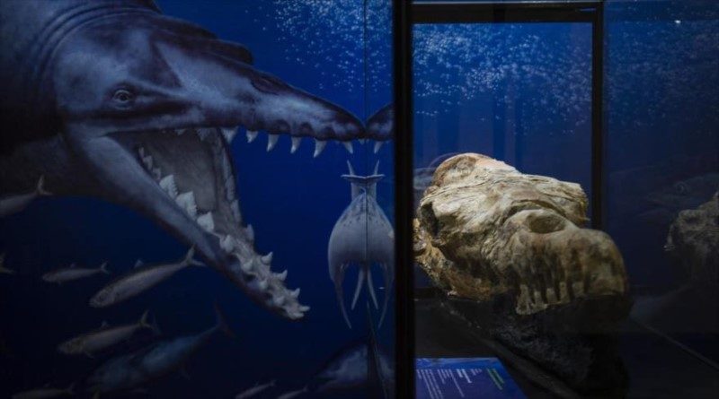 Los restos fósiles de un cráneo de basilosaurio son expuestos por paleontólogos en un museo de Lima, Perú. 17 de marzo de 2022.