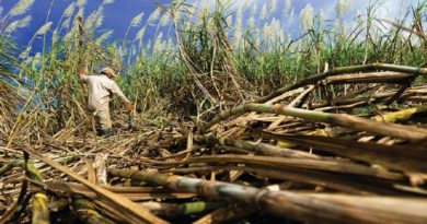 Estiman en 250 mil toneladas la producción nacional de azúcar refinada