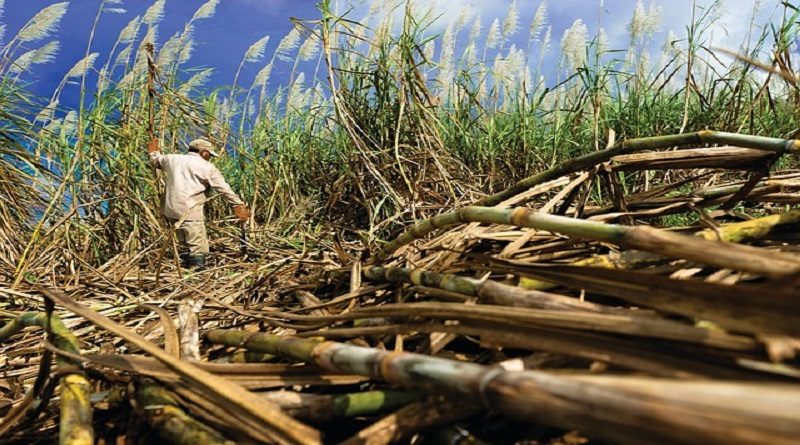 Estiman en 250 mil toneladas la producción nacional de azúcar refinada