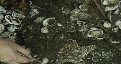 Arqueólogos hallan el mayor depósito de estrellas mar en Ciudad de México