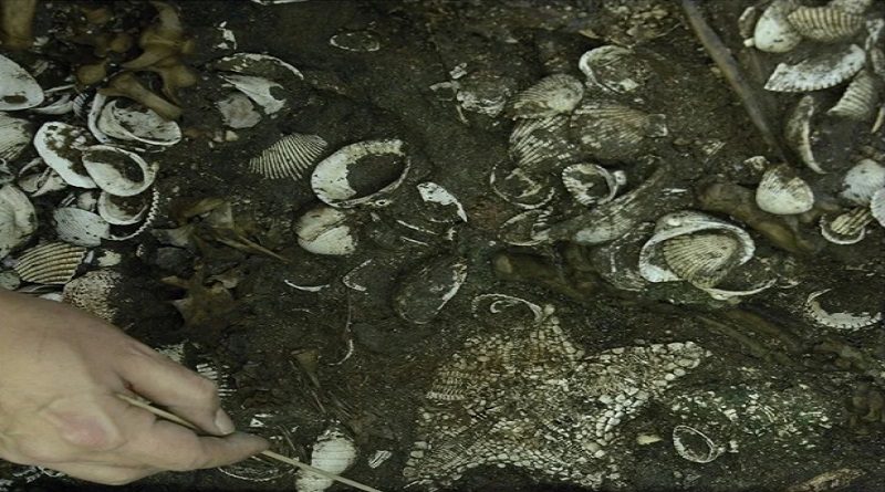 Arqueólogos hallan el mayor depósito de estrellas mar en Ciudad de México
