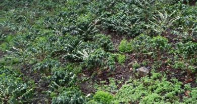 Hacienda caficultora Pueblo Nuevo trabaja con más de 6 mil planta de café en Lara