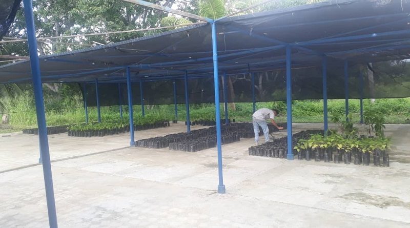 Realizan evaluación y diagnostico de rubro cacaotero en Sucre