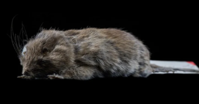 Científicos intentan resucitar una rata extinta de la Isla de Navidad en Australia