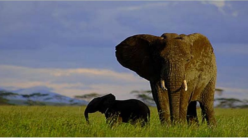 Especialistas advierten sobre peligros para biodiversidad en Angola