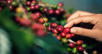 Miranda participará en Encuentro Internacional de café venezolano 2022