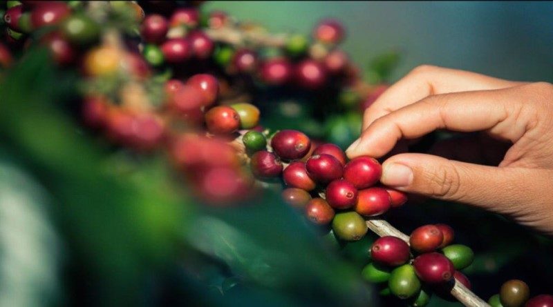 Miranda participará en Encuentro Internacional de café venezolano 2022