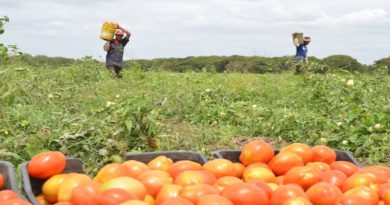 Cosecha de tomate consolida las fuerzas productivas en Guárico