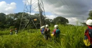 Aplican plan pica, poda y tala para mantenimiento del sistema eléctrico en Trujillo﻿