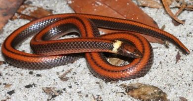 Descubren nueva especie de serpiente subterránea en Paraguay