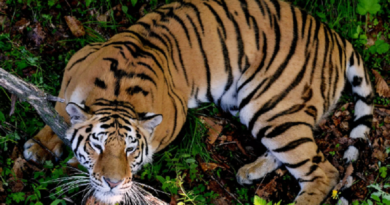 Las actividades humanas están orillando a las plantas y los animales a la extinción a un ritmo acelerado. Así lo ha demostrado un estudio que ha logrado identificar
