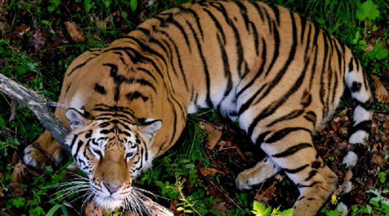 Las actividades humanas están orillando a las plantas y los animales a la extinción a un ritmo acelerado. Así lo ha demostrado un estudio que ha logrado identificar