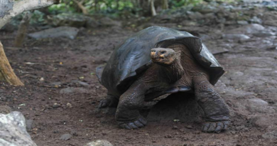 Autoridades de Ecuador confirman nueva especie de tortuga