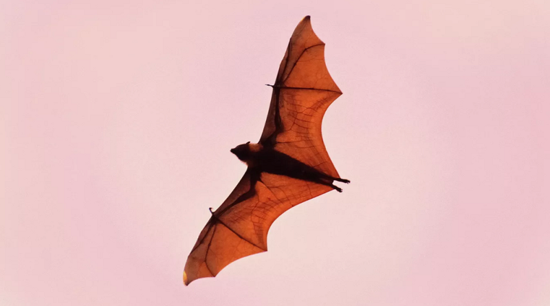 Los científicos descubren cómo los murciélagos vampiro adquirieron el gusto por la sangre