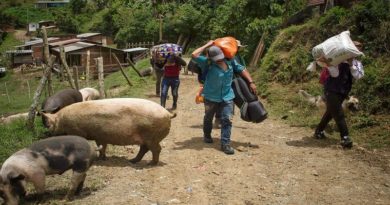 Al menos 350 campesinos desplazados dejan combates en el norte de Colombia