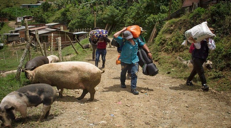 Al menos 350 campesinos desplazados dejan combates en el norte de Colombia