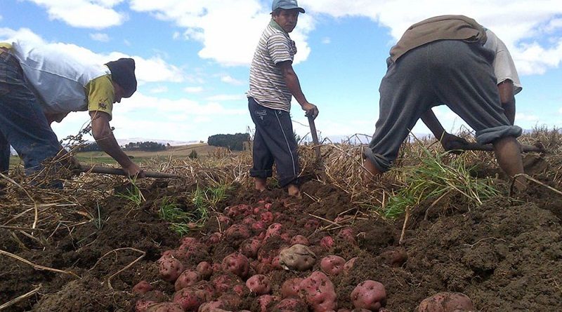 Preparan IV Encuentro Nacional de Productores de Papa en Carabobo