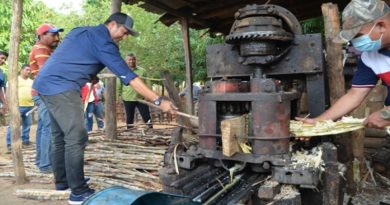 Prevén elevar la producción de caña papelonera y derivados en Guárico