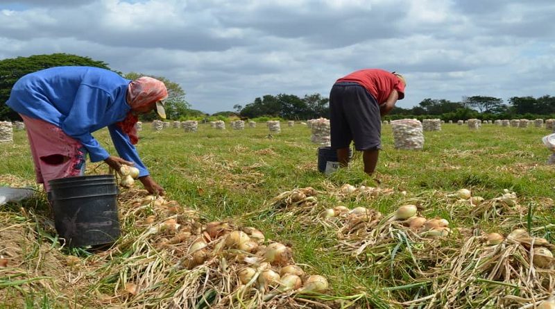 Estiman cosecha de cebolla en más de 30 millones de kilos en Guárico