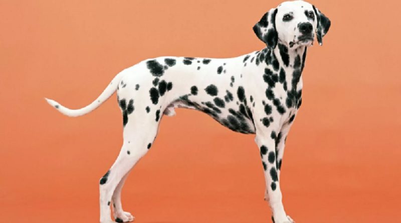 Cuidado y prevención: La mejor manera de mantener sano el corazón de tu perro