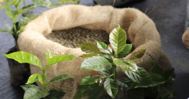 Potencian planes de siembra de café y otros rubros en Miranda
